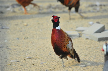pheasant