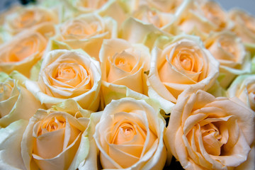 A bouquet of beige roses close-up 