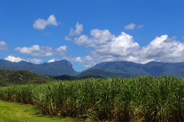 Sugar cane growing in front of hills in Tropical North Queesland, Australia
