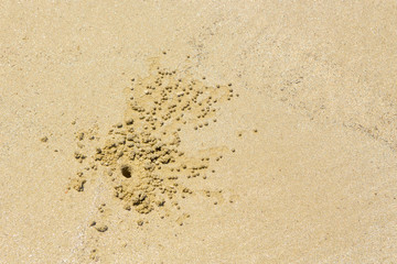 Sand Bubbler Crab Pellets on beach in the Daintree of Queensland, Australia