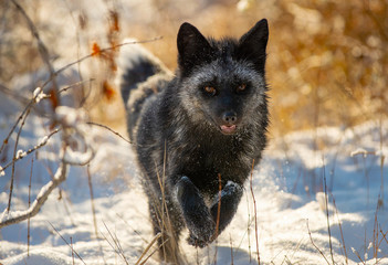 Silver Fox Head On