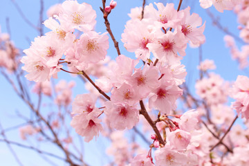 桜の花