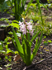 Pink garden hyacinth or Hyacinthus orientalis close-up at flowerbed, selective focus, shallow DOF