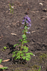Fumewort or Corydalis flowers at flowerbed close-up, selective focus, shallow DOF