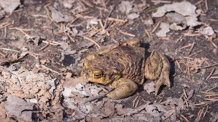 Common or European toad, Bufo bufo, in early spring close-up portrait on dry leaves, selective focus, shallow DOF