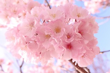 桜の花