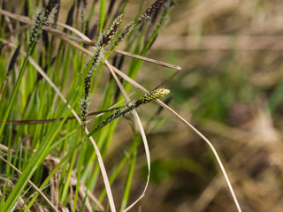 Blooming Black or common sedge, Carex nigra, close-up with bokeh background, selective focus, shallow DOF