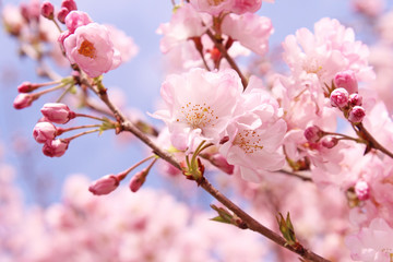 桜の花