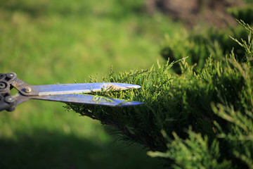 Autumn work in the garden. Shearing of the juniper with shears. Soft focus.Garden design