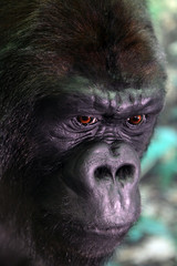 Closeup of monkey in forest setting