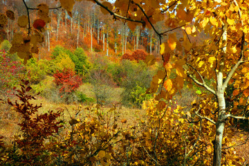 Fall forest foliage