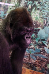 Closeup of monkey in forest setting