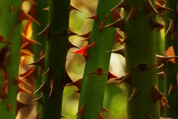 Red wild rose spike