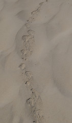 Bird tracks isolated in the soft sand of a dune image with copy space