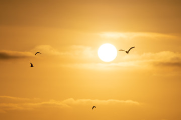 Birds Over Sunset