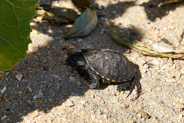 Image of a young land turtle.