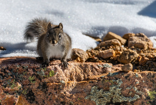 An Adorable Pine Squirrel in the Snow