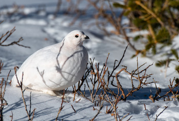A Beautiful White-tailed Ptarmigan in White Winter Plumage in the Mountains of Colorado