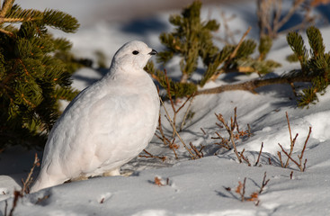 A Beautiful White-tailed Ptarmigan in White Winter Plumage in the Mountains of Colorado