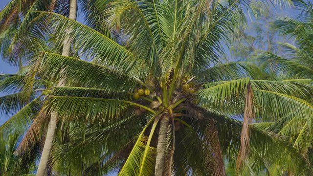 coconut trees in the wind