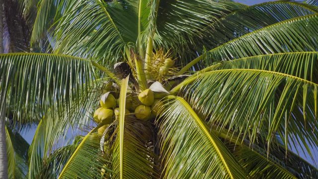 coconut fruit on palm tree