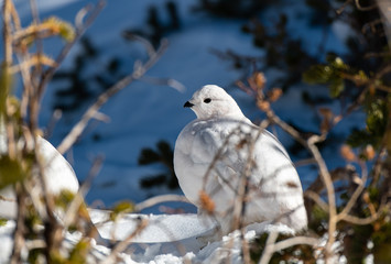 A Beautiful White-tailed Ptarmigan in White Winter Plumage in the Mountains of Colorado