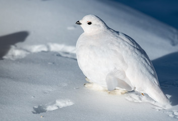 A Beautiful White-tailed Ptarmigan in White Winter Plumage in the Mountains of Colorado