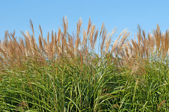 Bl&uuml;hendes Silberfahnengras, Miscanthus sacchariflorus