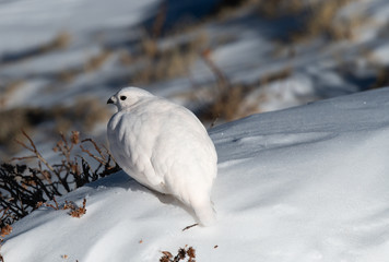 A Beautiful White-tailed Ptarmigan in White Winter Plumage in the Mountains of Colorado