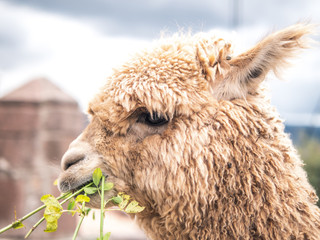 Typical peruvian llama eating in Cusco