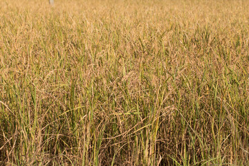 Golden Organic Paddy rice ready for harvest in field