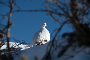 A Beautiful White-tailed Ptarmigan in White Winter Plumage in the Mountains of Colorado