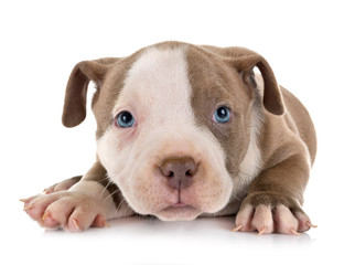 puppy american bully