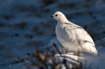 A Beautiful White-tailed Ptarmigan in White Winter Plumage in the Mountains of Colorado