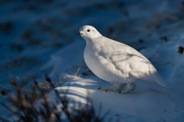 A Beautiful White-tailed Ptarmigan in White Winter Plumage in the Mountains of Colorado