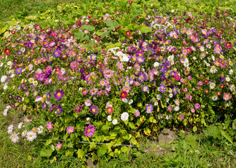 Armenian Flowers in Different Colors