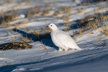 A Beautiful White-tailed Ptarmigan in White Winter Plumage in the Mountains of Colorado