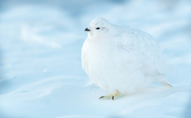 A Beautiful White-tailed Ptarmigan in White Winter Plumage in the Mountains of Colorado