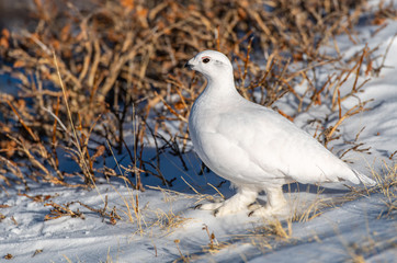A Beautiful White-tailed Ptarmigan in White Winter Plumage in the Mountains of Colorado