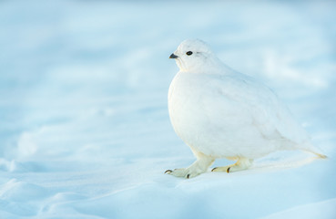 A Beautiful White-tailed Ptarmigan in White Winter Plumage in the Mountains of Colorado