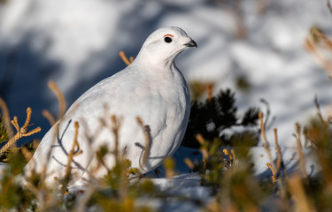 A Beautiful White-tailed Ptarmigan in White Winter Plumage in the Mountains of Colorado