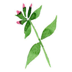 Pink phlox flowers with green leaves. Isolated phlox illustration element. Watercolor background illustration set.