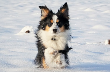 Miniature Australian Shepherd, Dog