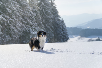 Miniature Australian Shepherd, Dog