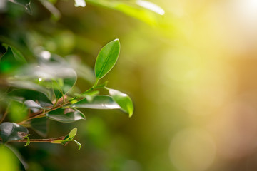 Close up nature view of green leaf