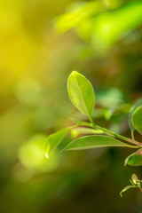 Obraz na płótnie Canvas Close up nature view of green leaf