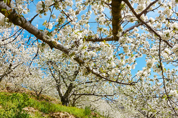 Cherry blossom in Jerte Valley, Caceres. Spring in Spain