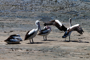 Australijskie pelikany na brzegu podczas odpływu