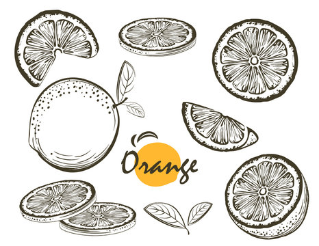 Fruit illustration with Orange in the style of engraving. Collection of illustrations. Elements for menu, greeting cards, wrapping paper, cosmetics packaging, labels, tags, posters etc