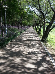 an allee at Hanam city